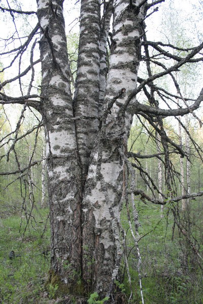 28_4_Brothers.JPG (400x600; 141000 bytes)