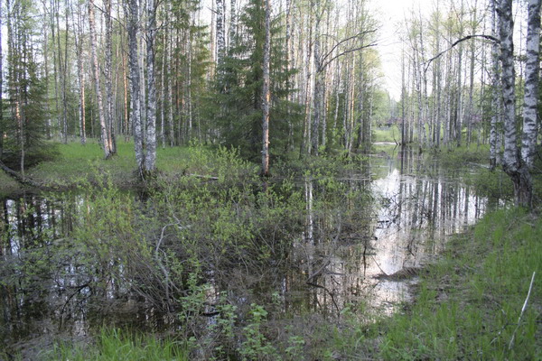 29_WoodsRiver.JPG (600x400; 132877 bytes)