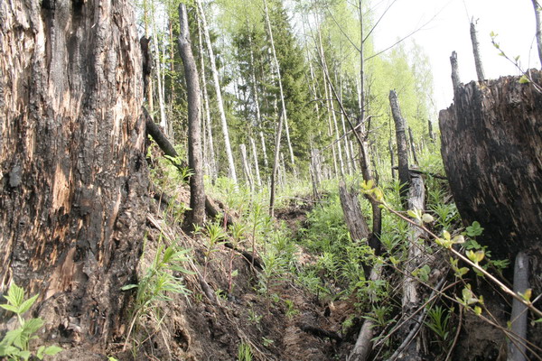 36_Trenches_Railroad2.JPG (600x400; 143394 bytes)