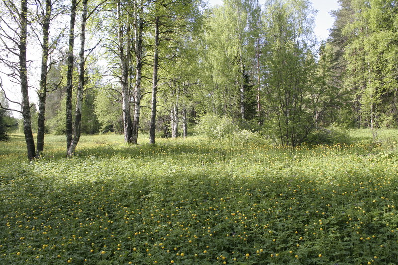 444verst.JPG (800x533; 261646 bytes)