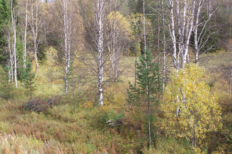 444verst_rechts.jpg (800x532; 249209 bytes)