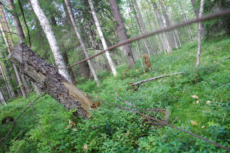 455vZabor3.jpg (800x532; 228545 bytes)