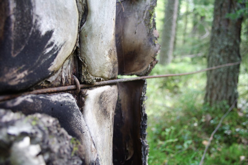 455v_Horror_of_Wood.jpg (800x532; 118713 bytes)