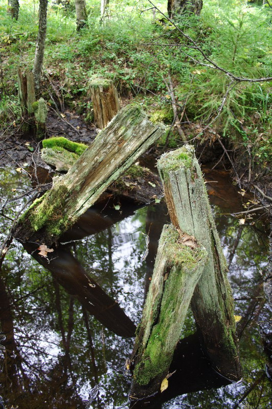 455v_Trench2.jpg (532x800; 237497 bytes)