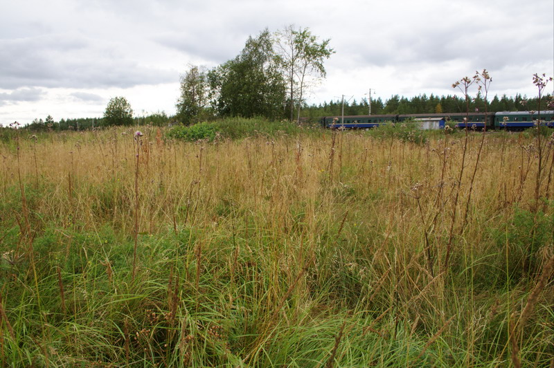 455v_Velikoozersky.jpg (800x532; 187934 bytes)