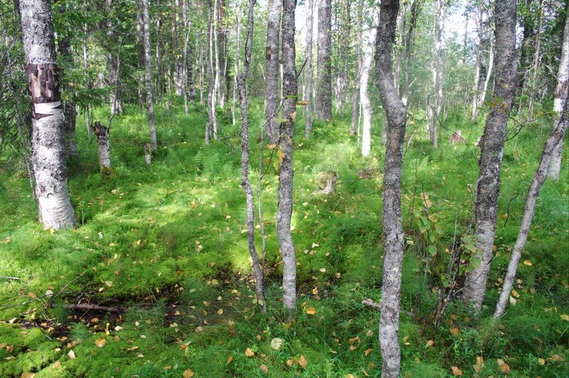 455v_Wood2.jpg (800x532; 247303 bytes)