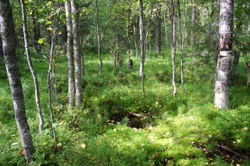 455v_Wood3.jpg (800x532; 259901 bytes)