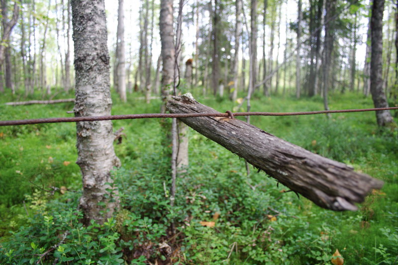 455v_Zabor.jpg (800x532; 165837 bytes)