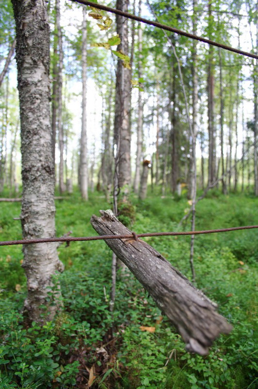 455v_Zabor2.jpg (532x800; 176998 bytes)