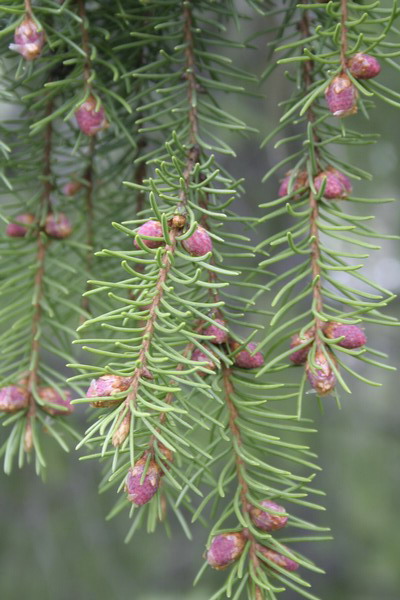 8_Tannebaum.JPG (400x600; 85631 bytes)