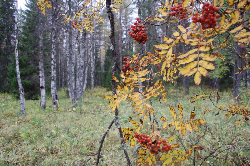 Blood_of_Hero.jpg (800x532; 208836 bytes)