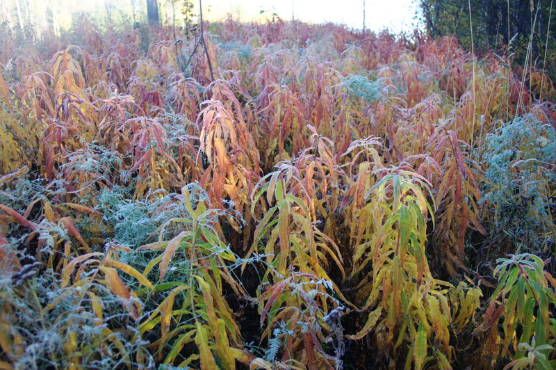 Morgen_in_445v.jpg (800x532; 234498 bytes)