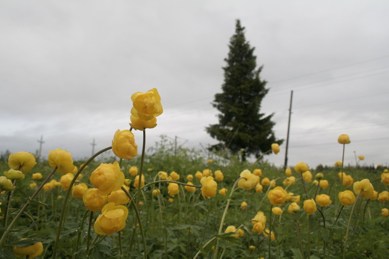 No_mans_land_446.JPG (800x533; 90182 bytes)