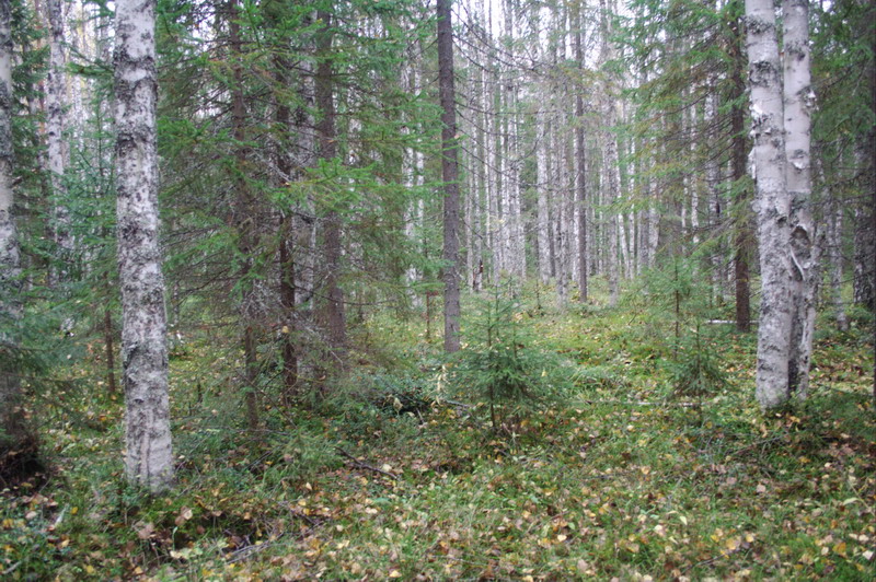 Platz_Angriff_nach_Blockhouse.jpg (800x532; 227851 bytes)