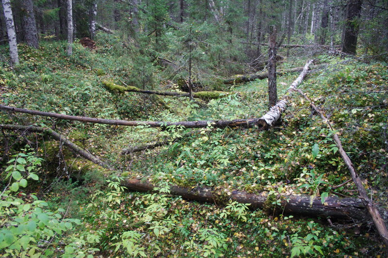 Trench.jpg (800x532; 267742 bytes)