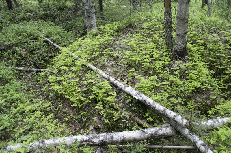 Trenchs_5.JPG (800x533; 267797 bytes)