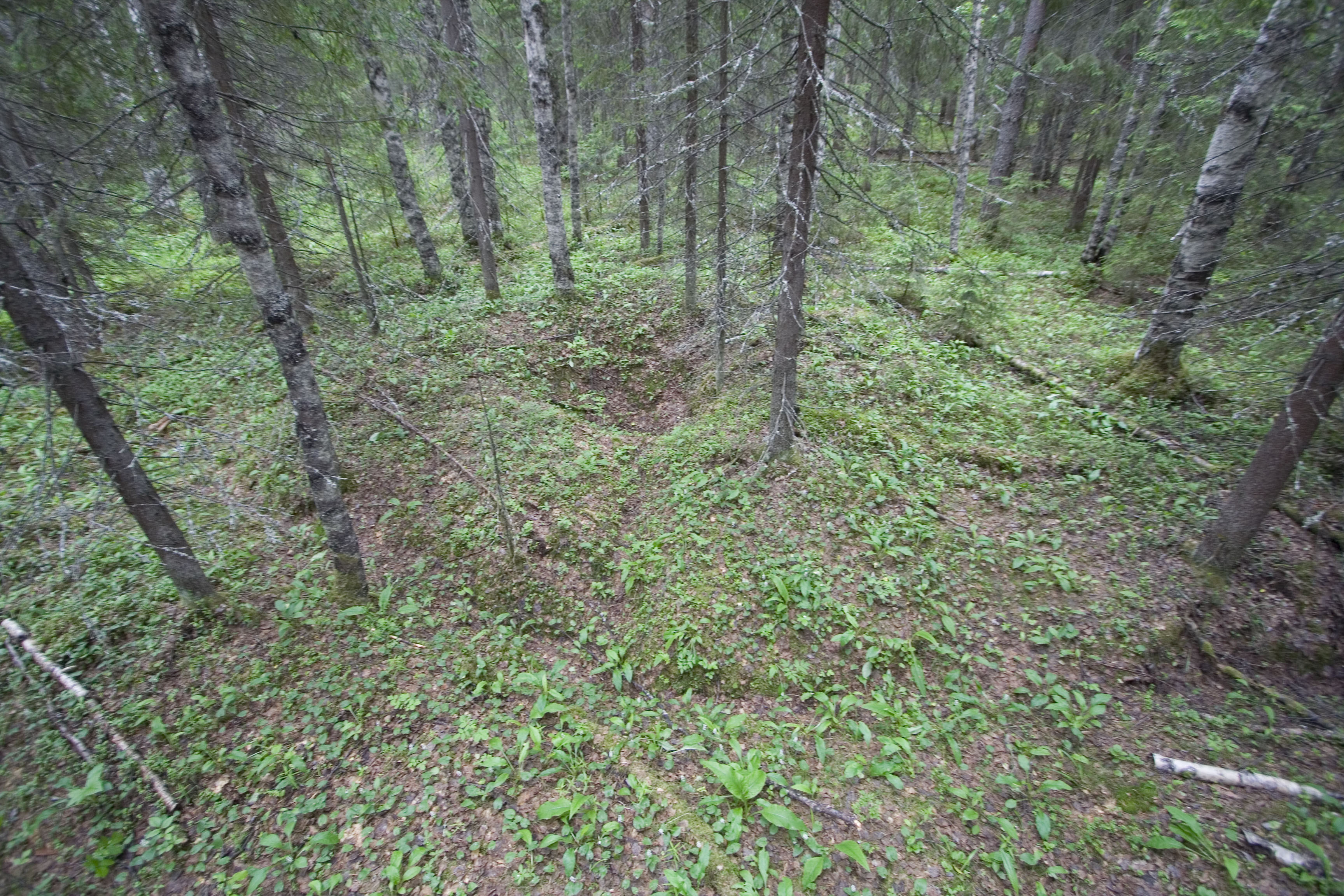 _MG_9786.jpg (3456x2304; 1797940 bytes)